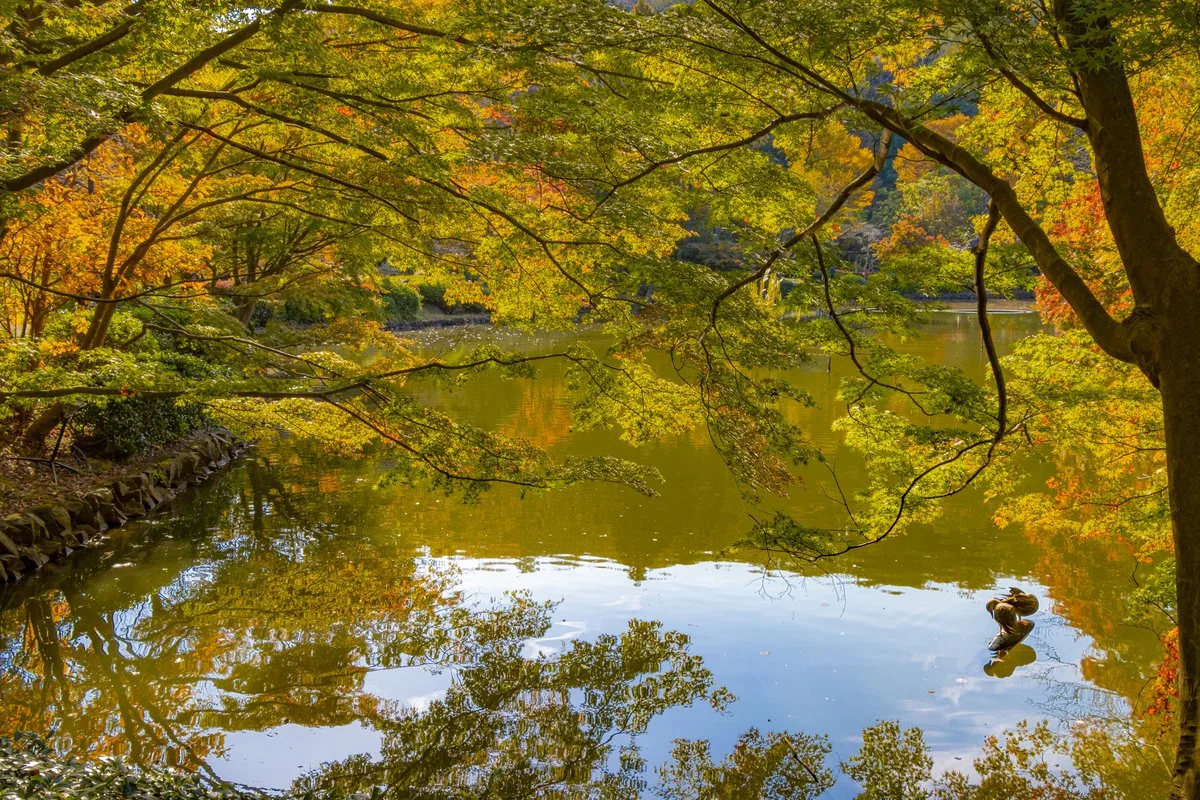 近所の公園で撮った紅葉